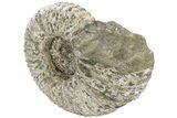 Bumpy Ammonite (Douvilleiceras) Fossil - Madagascar #232619-1